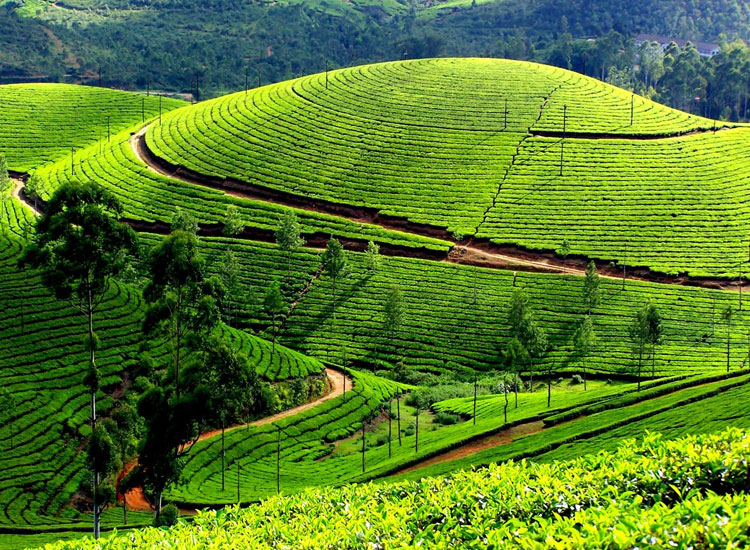 Refresh Your Spirit: Discover India’s Top 5 Summer Places