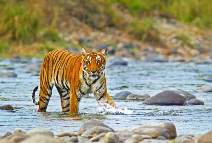 Uttarakhand for Nature Lovers: Exploring National Parks and Wildlife Sanctuaries