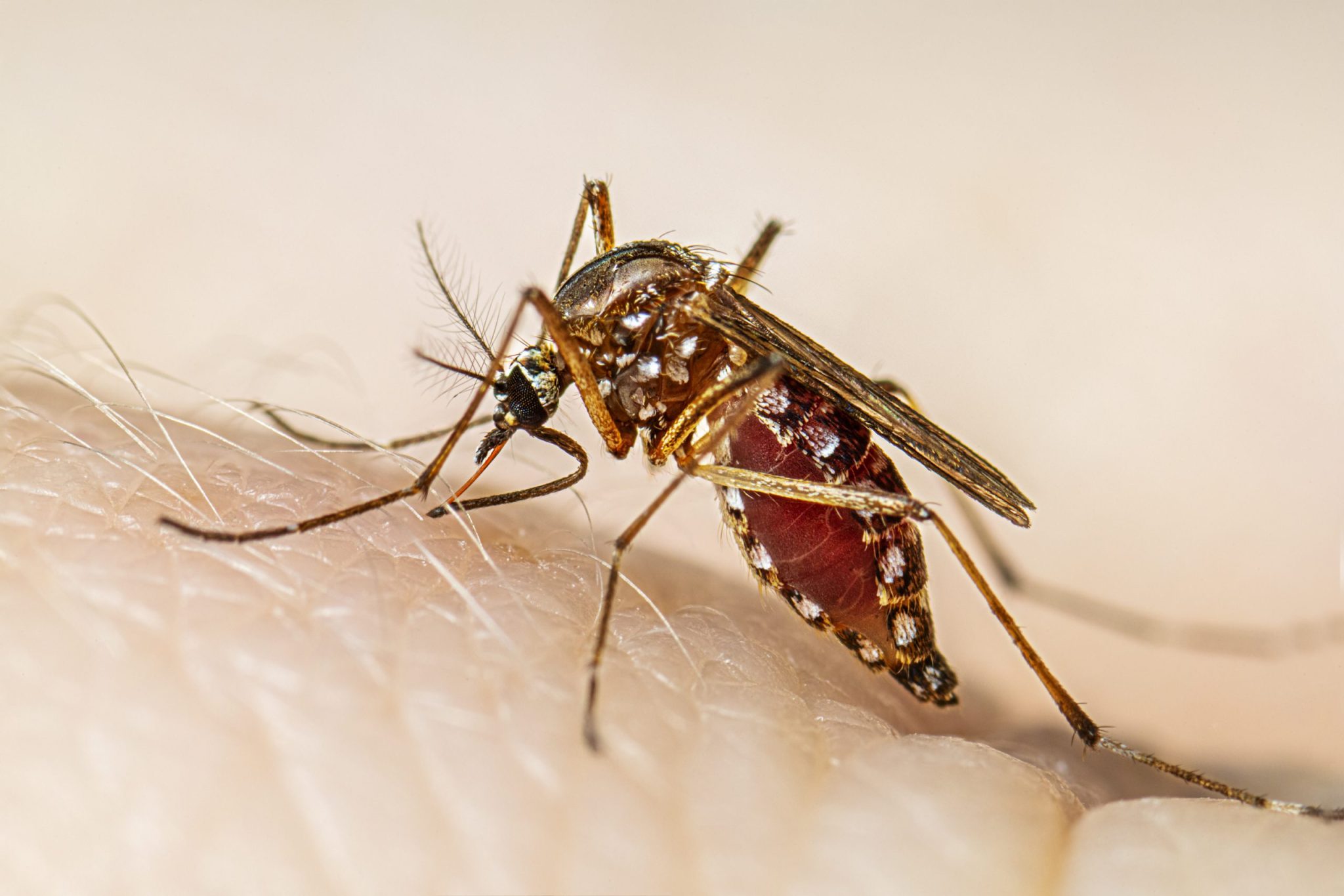Nagpur in Crisis: Public Health Emergency Declared as Chikungunya and Dengue Cases Soar!